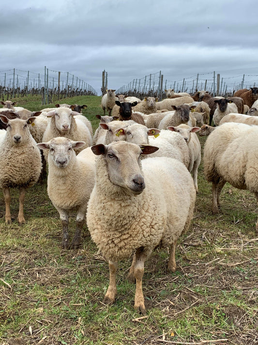 Ce que vous devez savoir sur les vins vegan