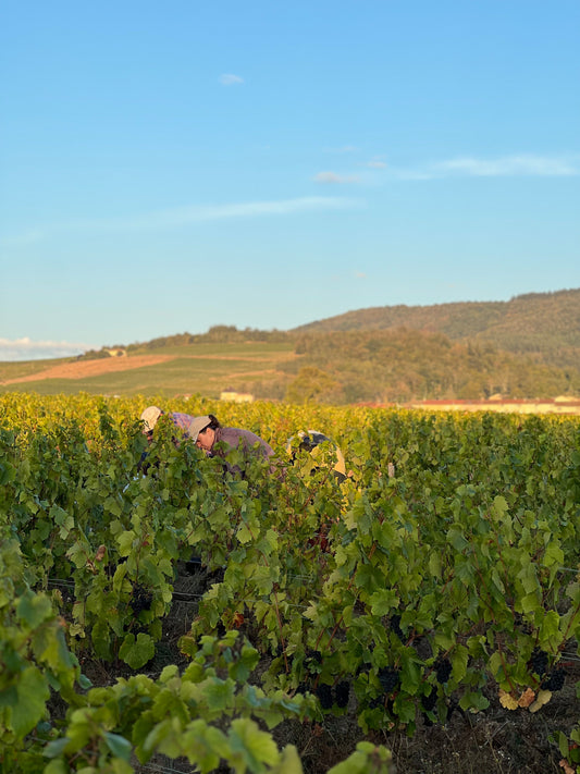 Le Jura, ou l’appellation qui grimpe en flèche