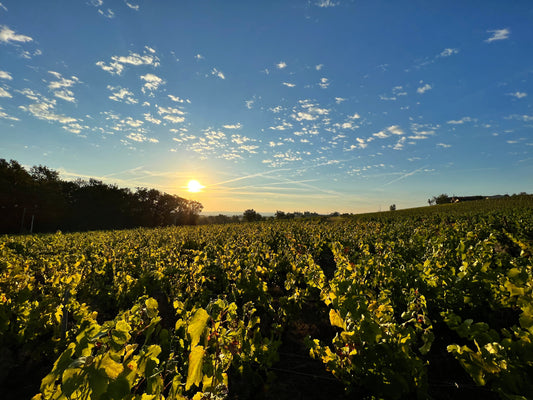 Comment se préparent nos vignerons engagés aux vendanges ?