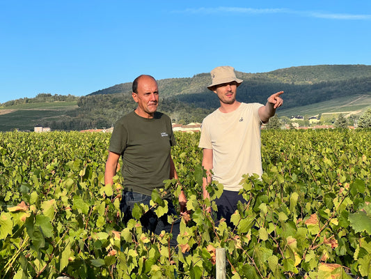 Compositions des vins bio : quelles sont les différences avec les vins classiques ?