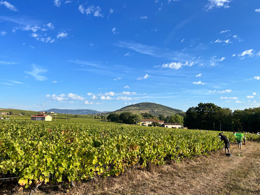 Compagnonnage en viticulture bio : des arbres pour limiter l'impact du réchauffement climatique ?
