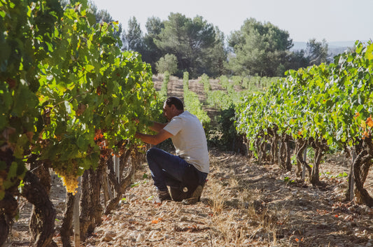 Vendanges manuelles ou le choix de ne pas faire des vendanges mécaniques