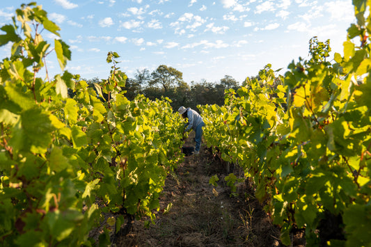 La vigne en été : entre biodiversité et travail des vignerons