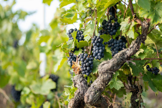 Les auxiliaires, une armée naturelle pour protéger la vigne