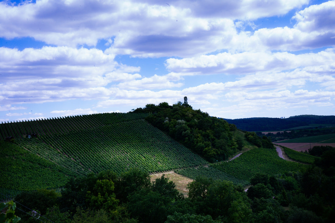 Mâcon : 3 couleurs et 3 cépages