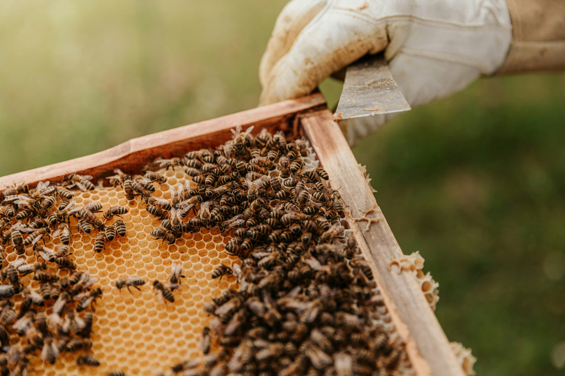 Loi Biodiversité : abeilles et néonicotinoïdes