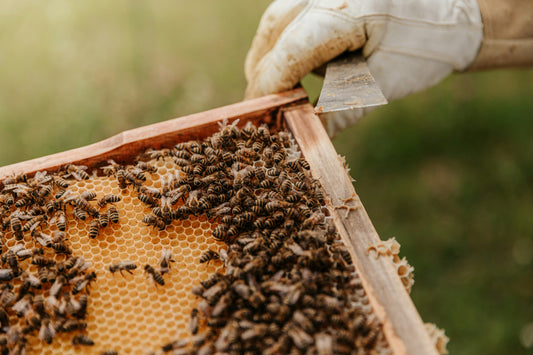 Loi Biodiversité : abeilles et néonicotinoïdes