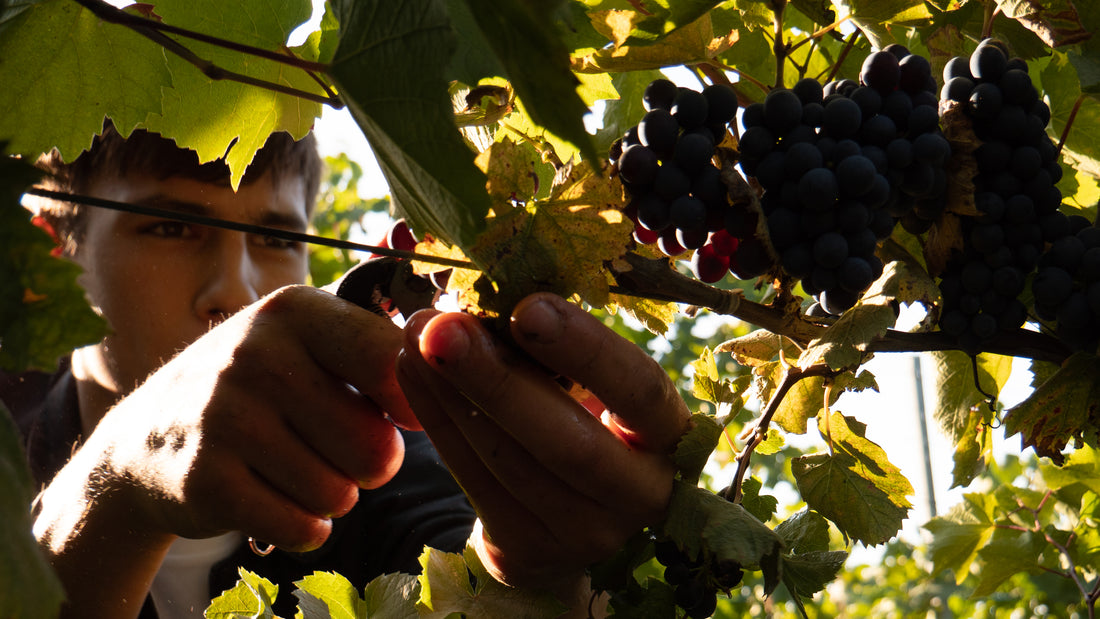 Qu’est ce que le “Vin Méthode Nature” ?