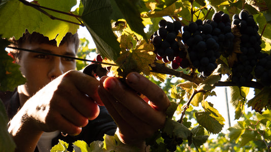 Qu’est ce que le “Vin Méthode Nature” ?