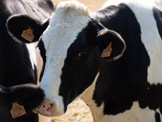 Nouvelles perspectives agricoles : l’agriculture urbaine et la France en 2017