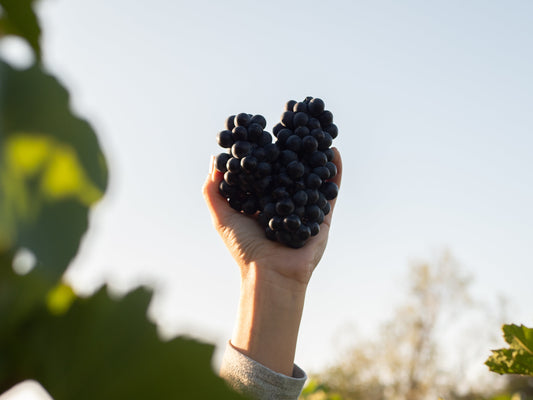 Les vendanges en automne