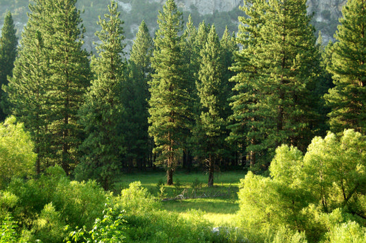 Du liège naturel issu de forêts FSC pour nos bouchons Oé