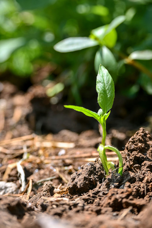 Réchauffement climatique ou crise humanitaire