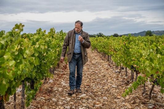 Les vignes et le chai en octobre dans les vignobles biologiques