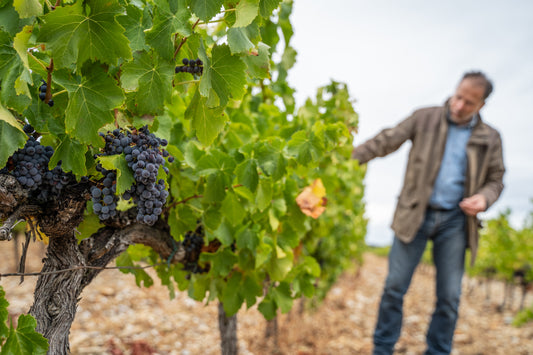 Le vin face au réchauffement climatique