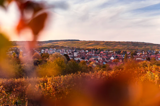 L'Alsace, territoire de vin bio : Zoom sur cette région viticole