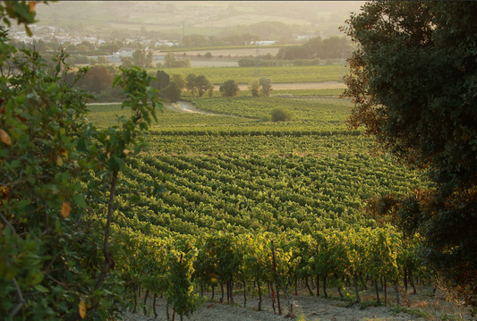 Le vin bio est-il meilleur pour votre santé ?