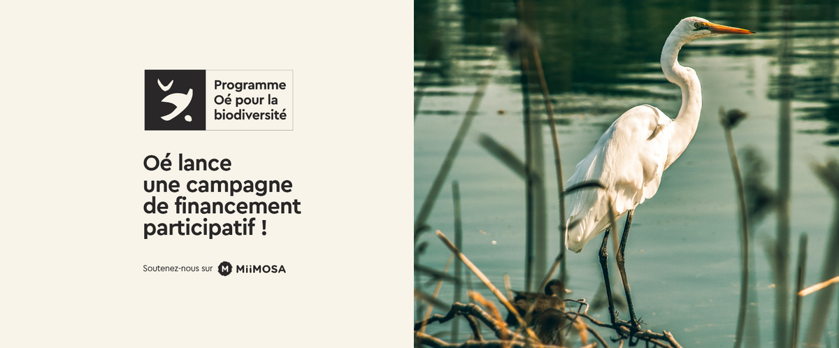 Campagne Miimosa