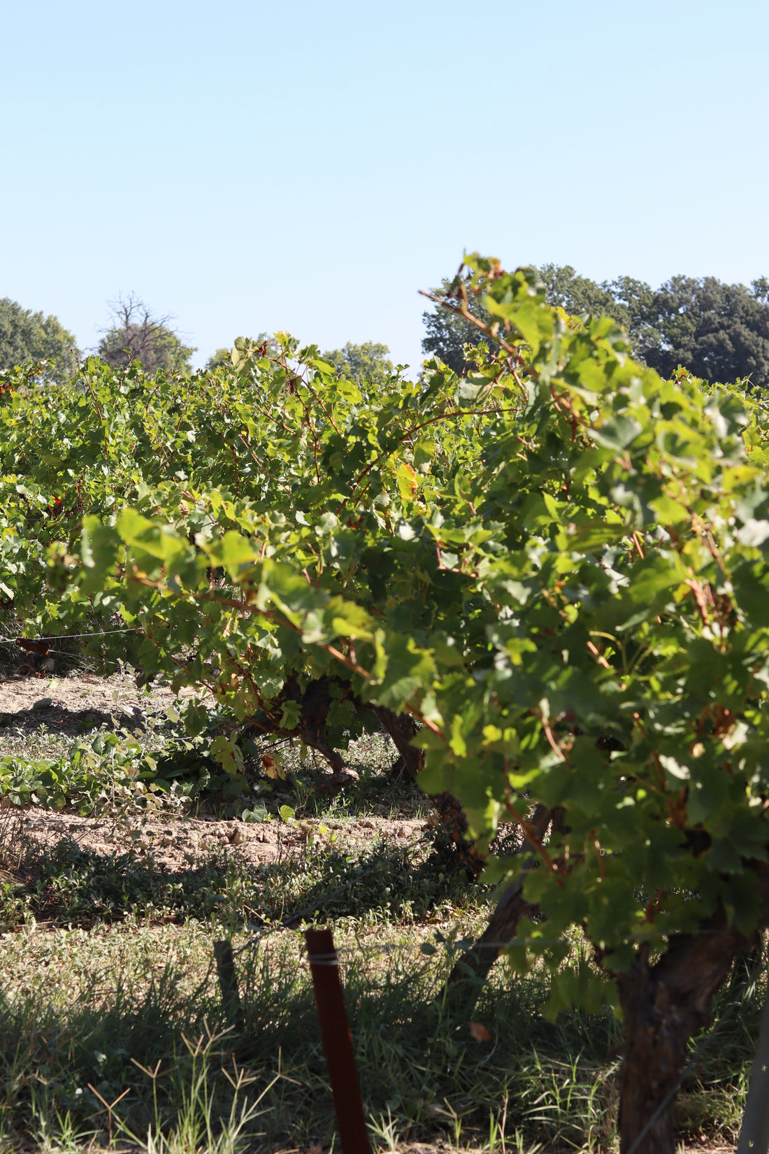 Domaines viticoles en biodynamie : la liste par région