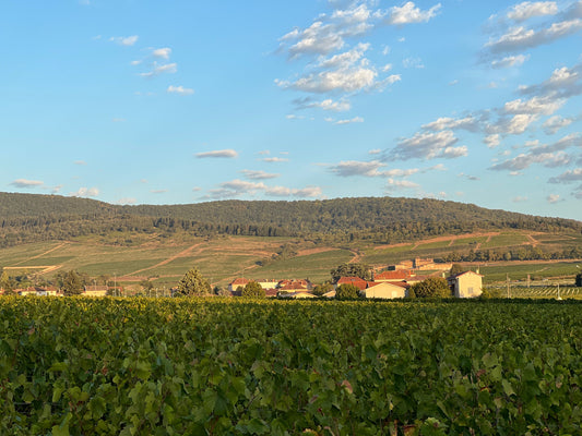 L’appellation AOC Alsace