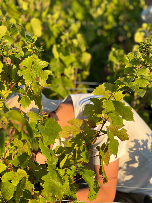 La taille des vignes en hiver