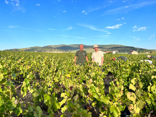 Topo sur le cépage Pinot Noir