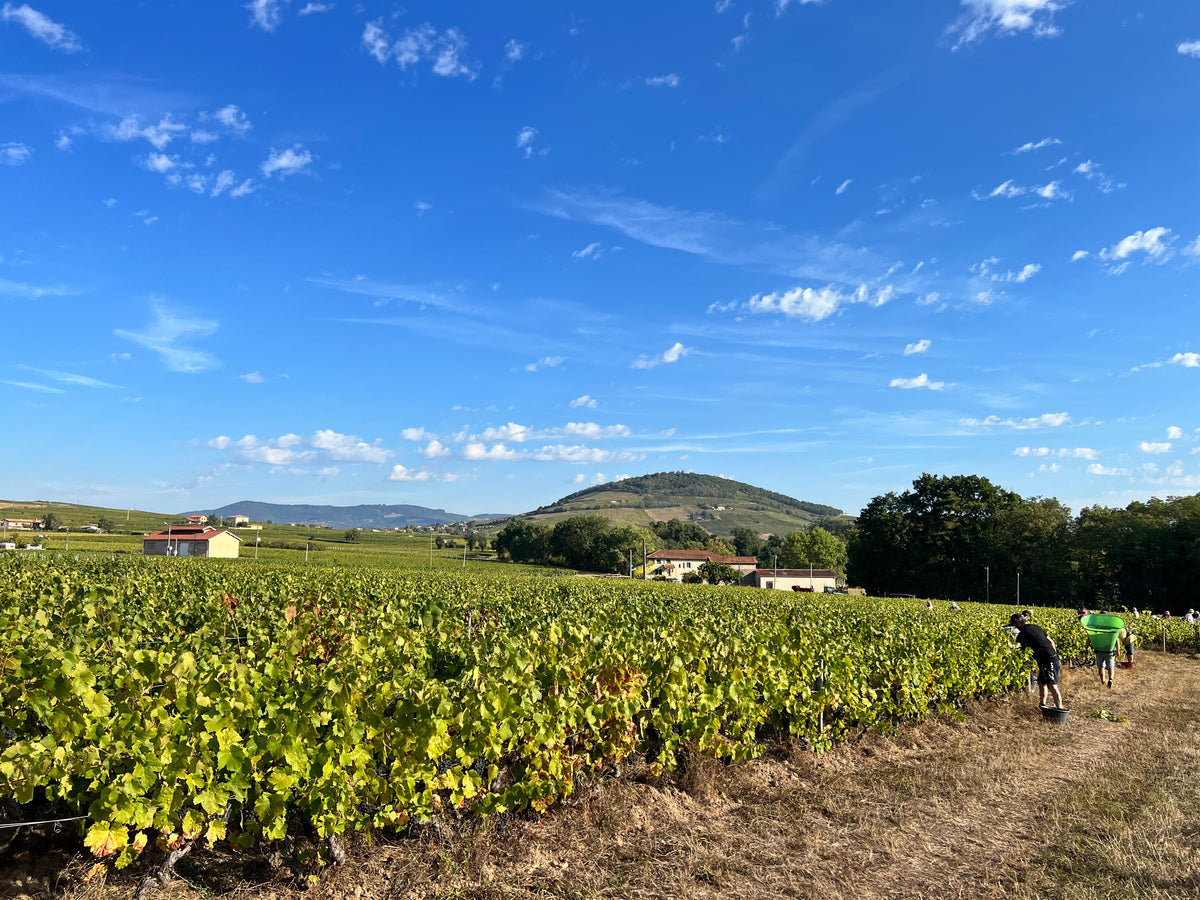 Compagnonnage en viticulture bio : des arbres pour limiter l'impact du réchauffement climatique ?