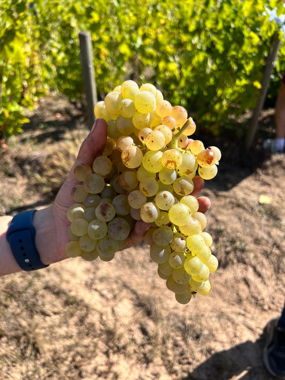Qui sont les producteurs de vin bio de l'Hérault ?