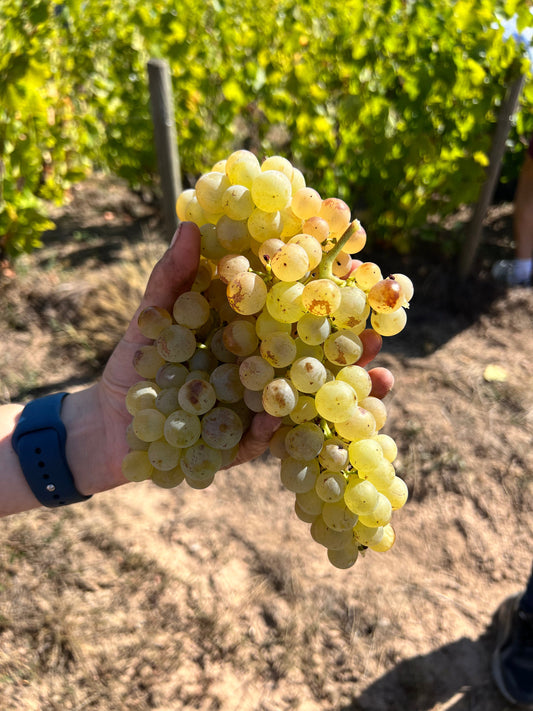 Qui sont les producteurs de vin bio de l'Hérault ?