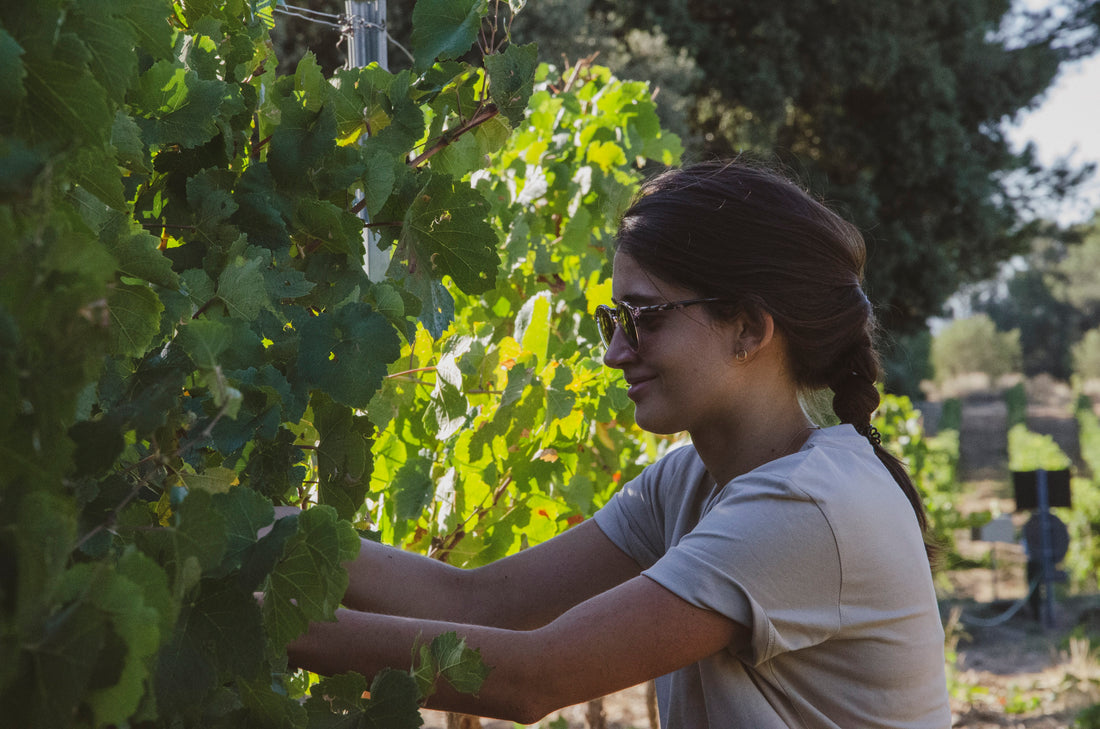 Comment se passent les vendanges dans les domaines viticoles bio ?