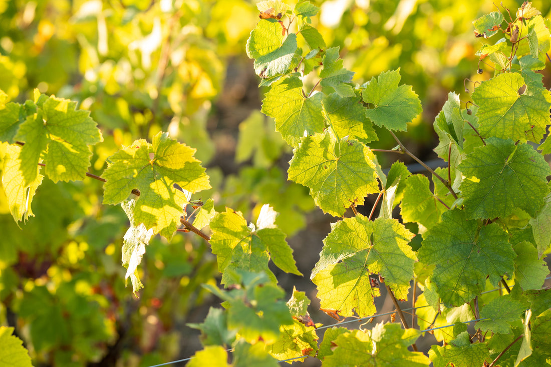 La vigne au printemps : de l'entretien du sol jusqu'à l'éclosion
