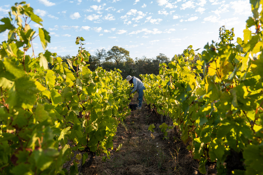 La vigne en été : entre biodiversité et travail des vignerons
