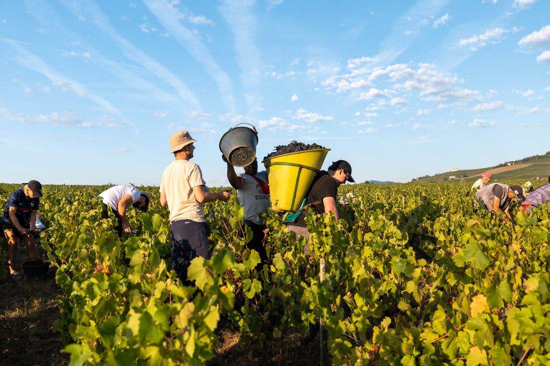 Les vignobles Oé audités par EcoFarms pour aller plus loin dans la démarche et les engagements