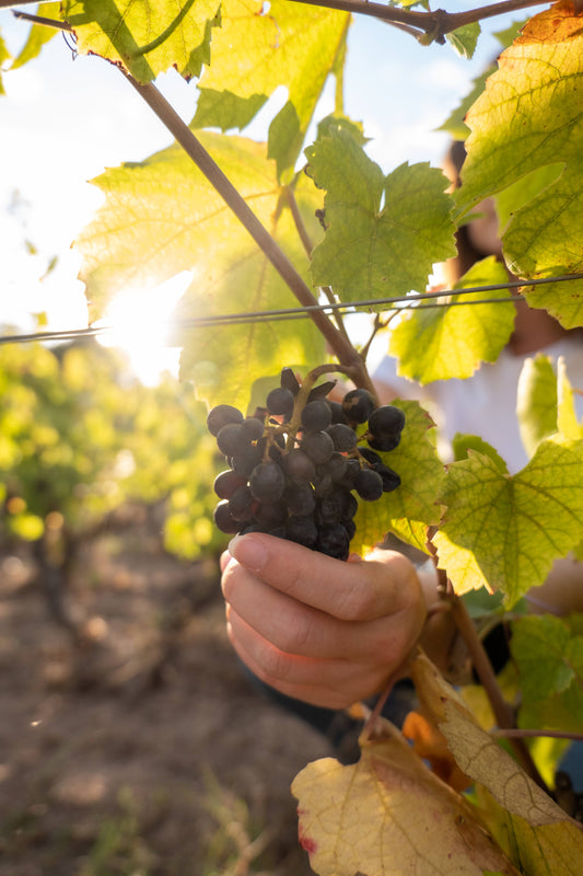 La vigne en hiver : de la taille à l’élevage du vin