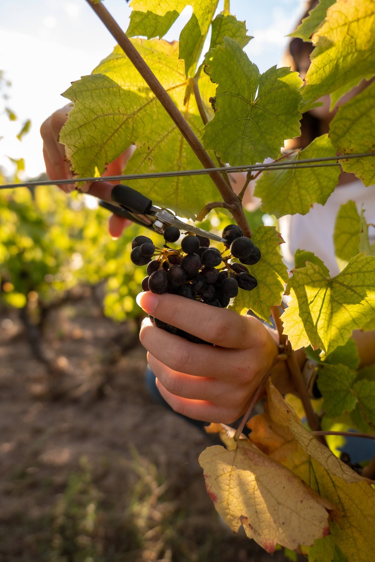 Les 4 saisons de la vigne et du chai