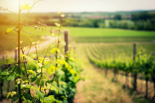 Compagnonnage en viticulture bio : des arbres pour limiter l'impact du réchauffement climatique ?