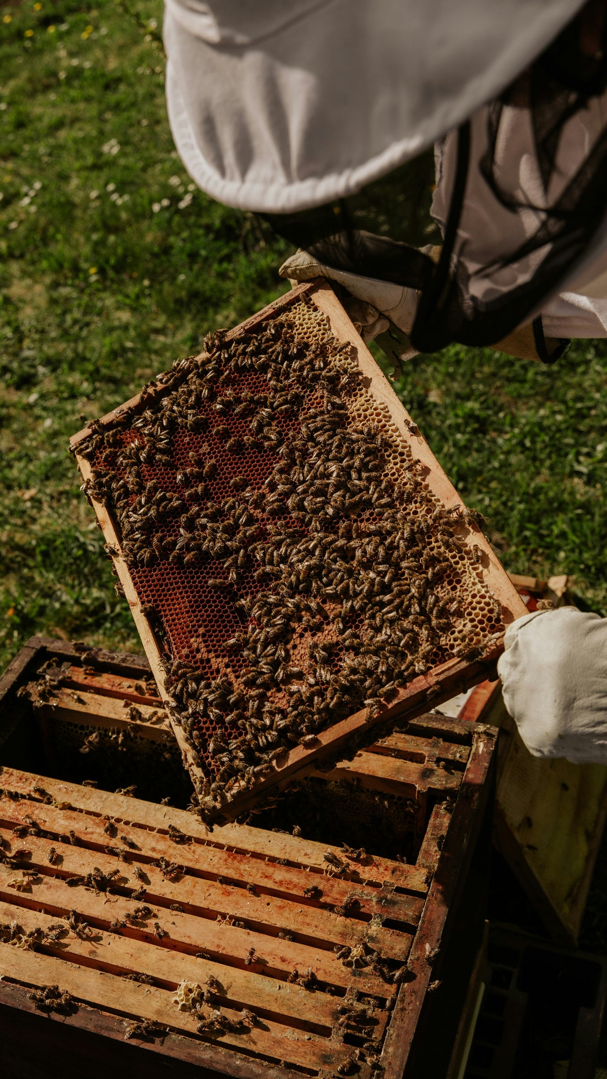 Les abeilles dans les vignes