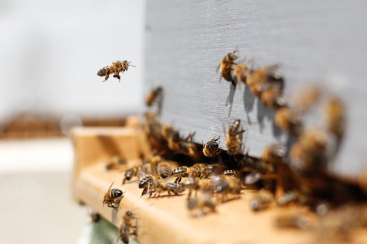 Loi Biodiversité : abeilles et néonicotinoïdes