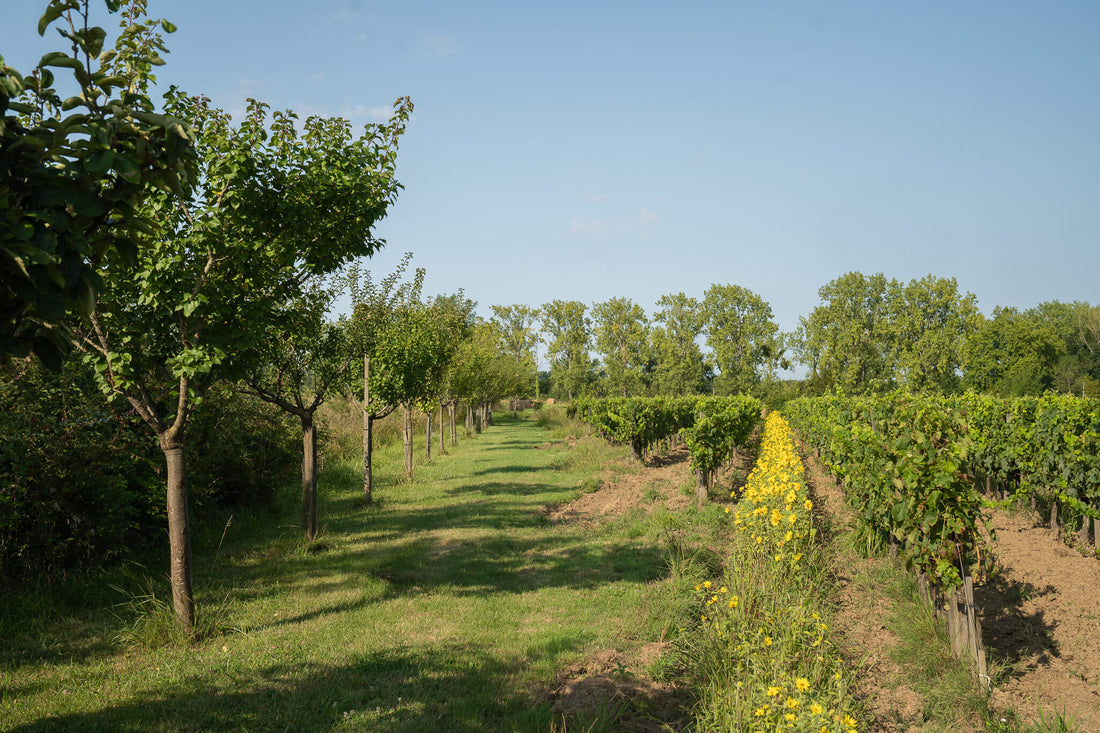 Ce que le premier rapport mondial sur les entreprises et la biodiversité nous dit