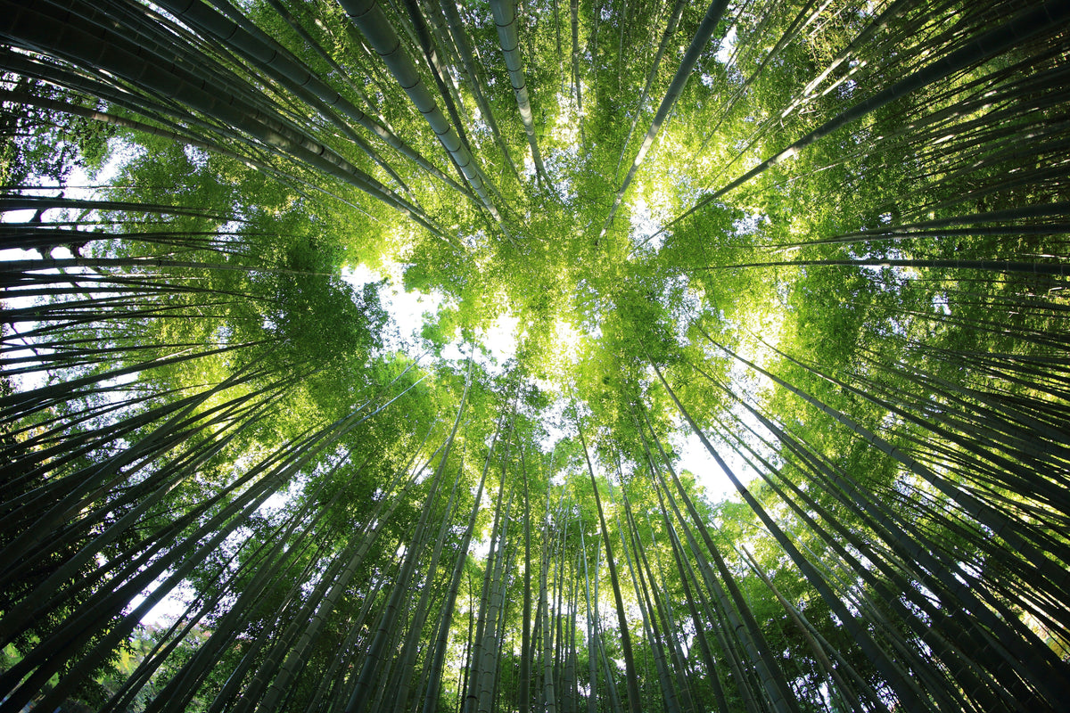 La neutralité carbone, le meilleur des greenwashing ?