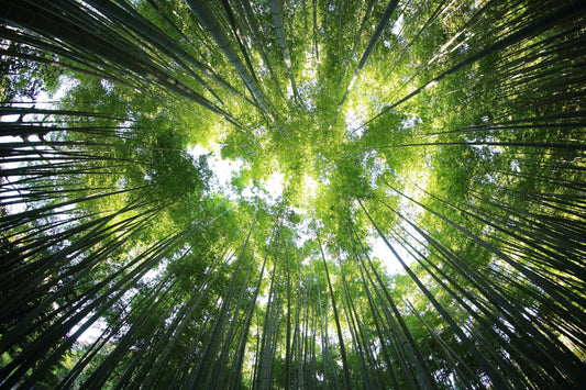 La neutralité carbone, le meilleur des greenwashing ?