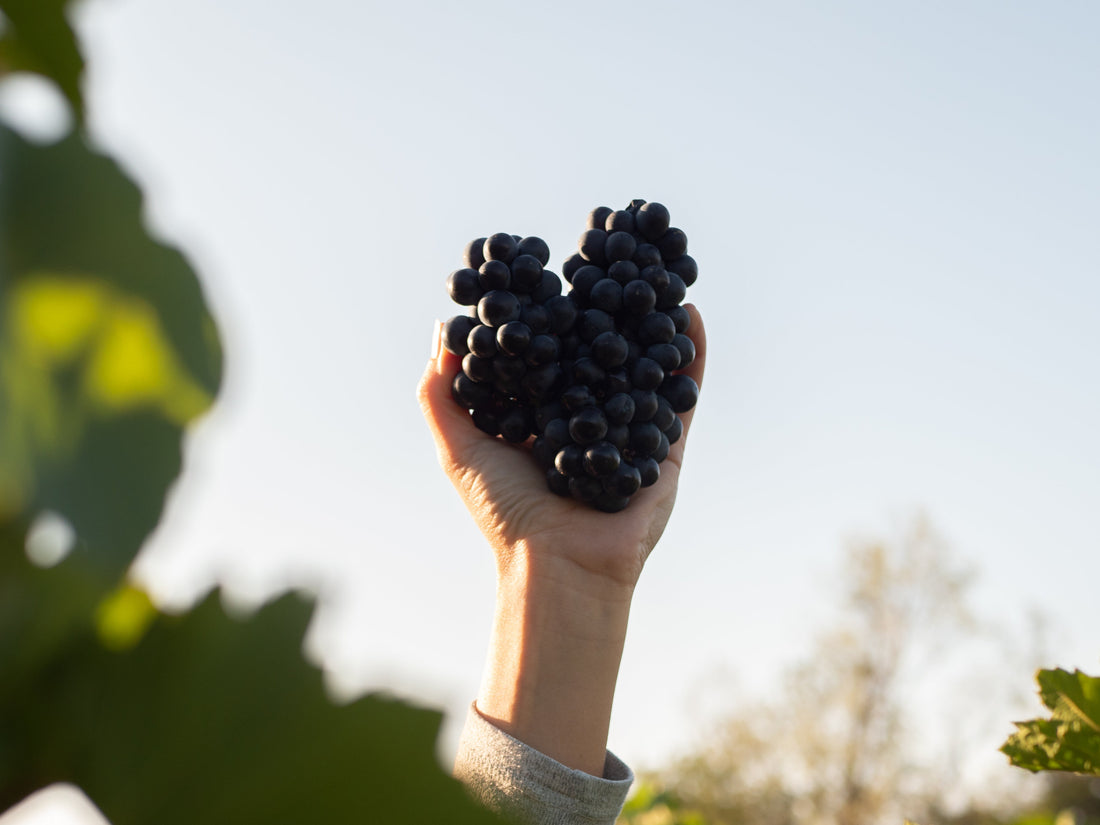 Les vendanges en automne