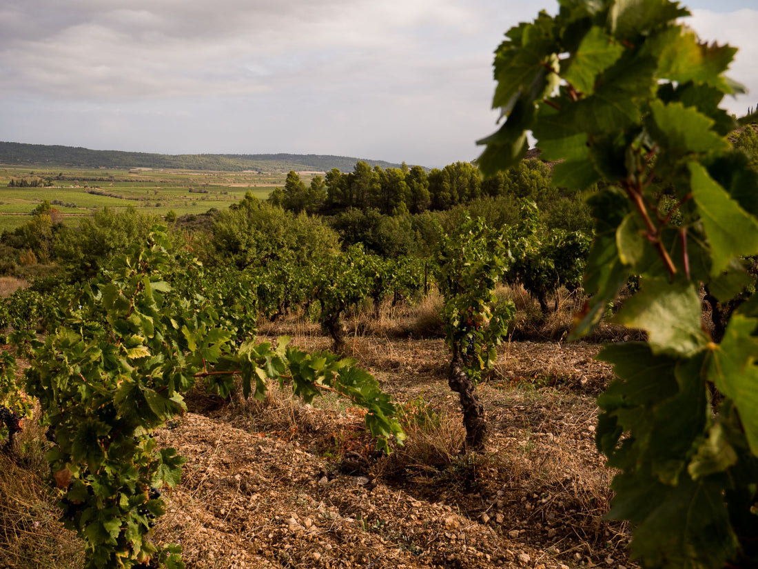 L'entretien du sol et de la vigne en viticulture biologique selon les saisons