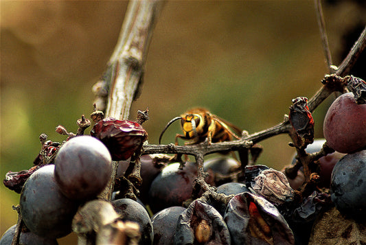 Nos amis les insectes