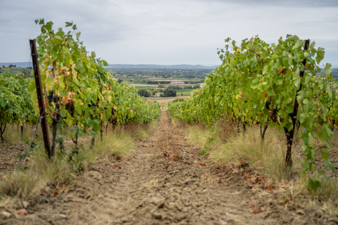 L'entretien du sol et de la vigne en viticulture biologique selon les saisons 