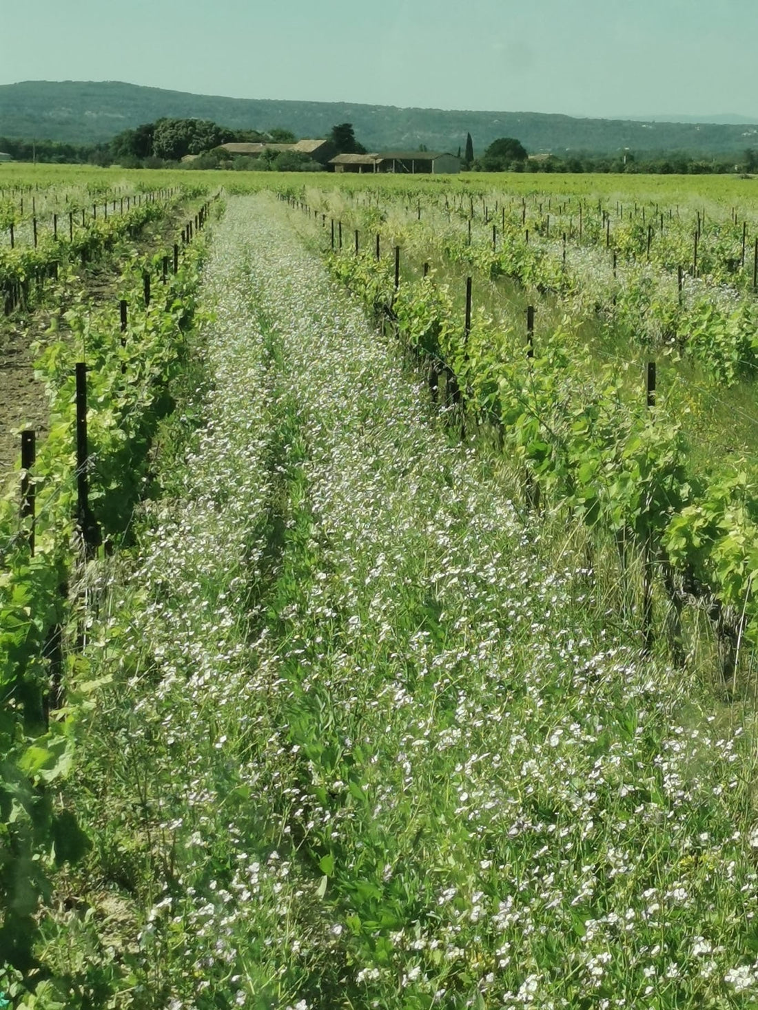 Ecrire le monde de demain en finançant la régénération dans les vignes Oé