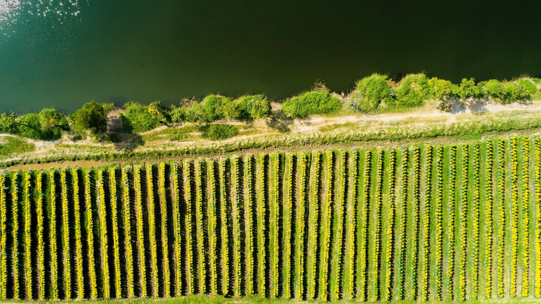 Vignes et murets