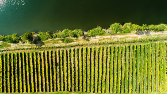 Vignes et murets