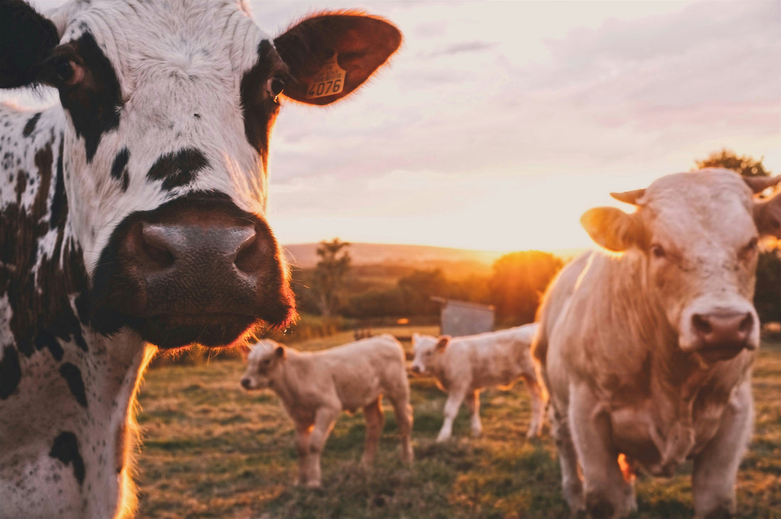 Nouvelles perspectives agricoles : l’agriculture urbaine et la France en 2017