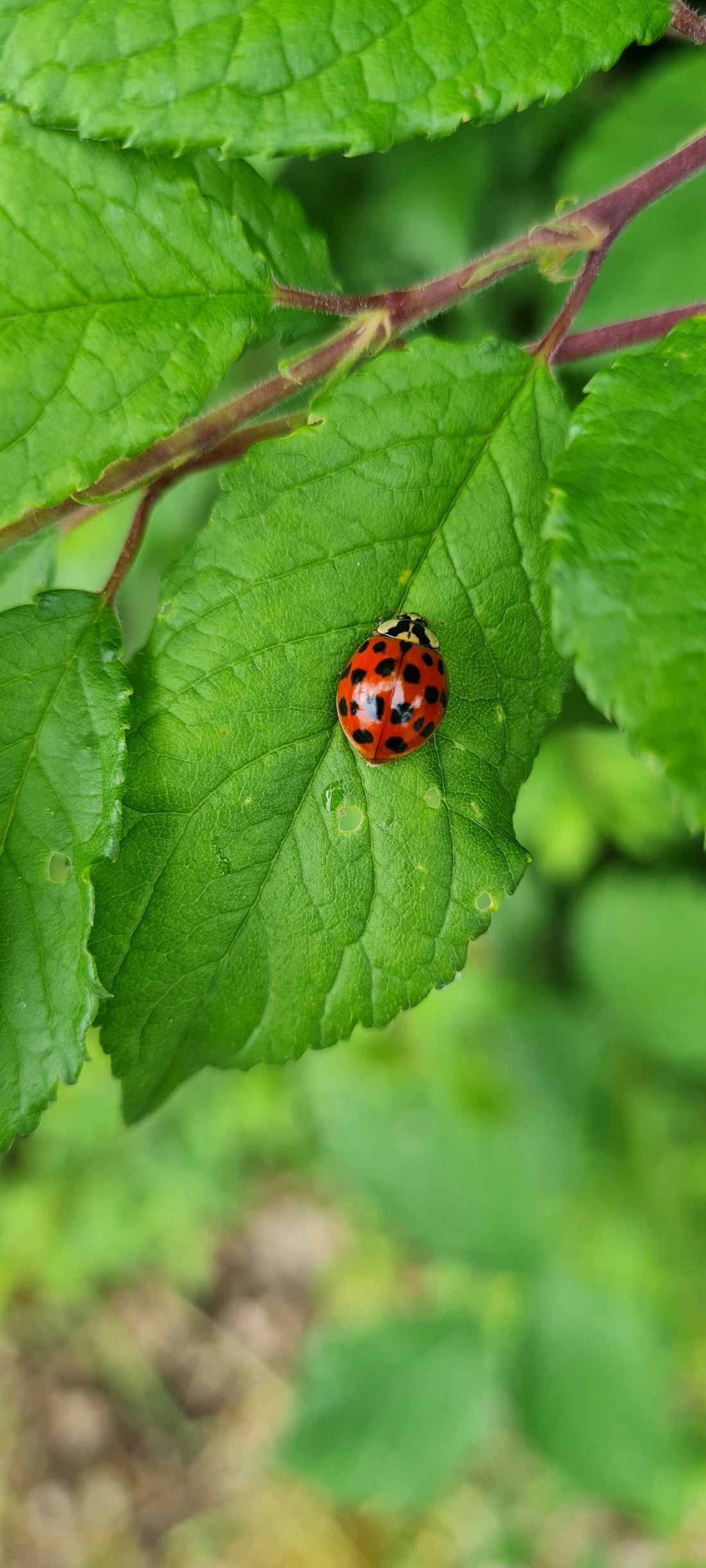 Le rôle de la biodiversité dans les vignes